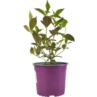 Вейгела цветущая «Нана Пурпуреа» 17x30 см Без бренда цветущее растение
