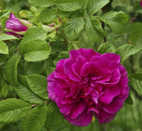 Роза rugosa роза-рогоза морщинистая черная 120-150 см грунт, куст