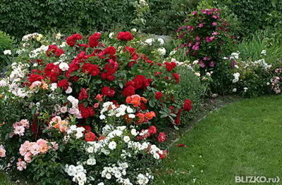 Ландшафтный дизайн с розами в Краснодаре - BLIZKO
