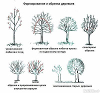 Формирование кроны дерева садовником