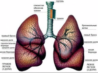 Бронхолегочная система